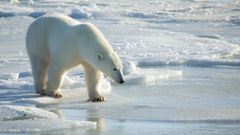 Imagen reciente de un oso polar en la bah�a de Hudson, Canad�.