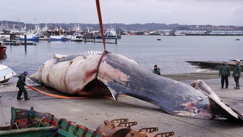 Despiezan la ballena varada en Oza desde el s&aacute;bado para proceder a su retirada