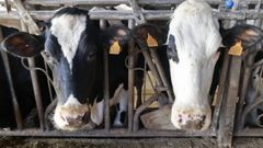 Agaca denuncia que hay envases que dan a entender que la leche es gallega, cuando viene desde cualquier otro pa�s de la Uni�n Europea