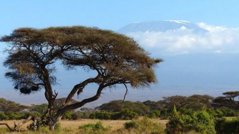 Kilimanjaro