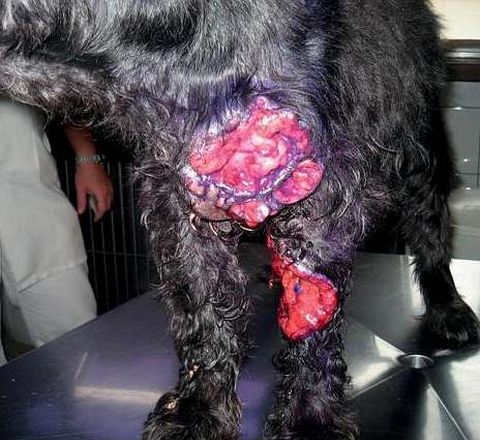 Imagen de un perro afectado por el extraño tumor.