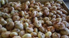Cebollas de Vilar de Santos, en Ourense