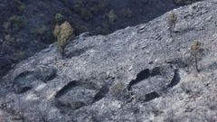 Alvarizas que quedaron al descubierto por el incendio de Larouco del verano pasado