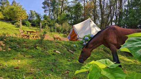 Uno de los caballos y al fondo, uno de los tipis que han montado en la parcela para alojarse