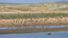 Lim�colas en vuelo sobre la laguna de A Frouxeira, Valdovi�o.