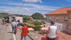 Los bomberos de San Cibrao tuvieron que liberar a algunos cerdos del interior del remolque