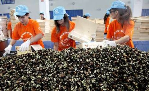 Durante la cita gastron�mica se cocieron y repartieron, en unas cajas especiales, m�s de 1.500 kilos de percebe.