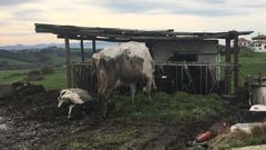 Las condiciones deplorables en las que se encuentran las vacas