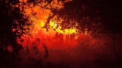 Fotograma del filme del realizador lugu�s Oliver Laxe �O que arde�