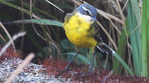En la imagen, un ejemplar macho de la especie de las lavanderas boyeras, una de las aves mas bonitas que ver&aacute;s estos d&iacute;as.