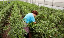 Productores de Herb�n recogen pimientos en in invernadero a principios de temporada. 