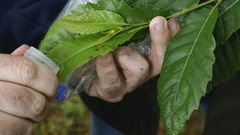 Una suelta de par�sitos de la especie Torymus sinensis en un casta�o para combatir el efecto destructivo de la avispilla