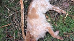 Estado en que apareci� el cuerpo del animal en una finca de Baronz�s.