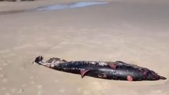 Arroaz varado en Cai�n en marzo del a�o pasado