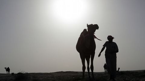 Un grupo de hombres de Catar re�nen sus camellos en un �rea des�rtica entre Arabia Saud� y Catar