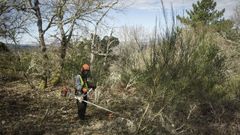 Trabajos de desbroce en un monte de la provincia de Ourense.