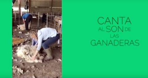 Las ganaderas cantan en red