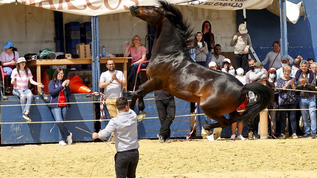 Tui celebra la tradicional concentración cabalar