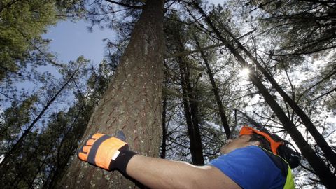Hay que estudiar la ca�da natural del �rbol y su altura para saber d�nde realizar los cortes.