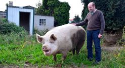 Carlos Cort�s, su actual cuidador, con Quin�n, en la parcela de Carral 