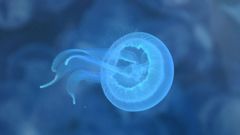 Criopreservacion de medusas en Vigo