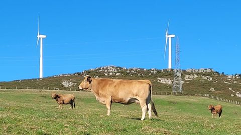 Vacas de la ganader�a de Lito