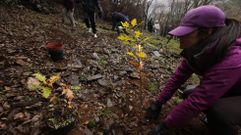 As� se replantan tres hect�raes de bosque en el r�o Cabe