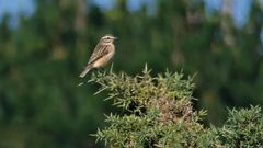 Ejemplar de tarabilla norte�a