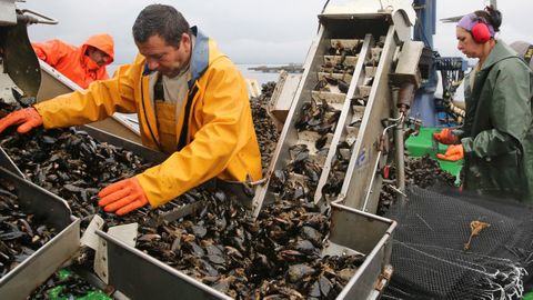 Imagen de archivo de personal trabajando en una batea de mejill�n de la r�a de Arousa.
