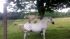 Colaboraci�n animal en Rois