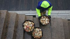 En una imagen de archivo, descarga de vieira en el muelle de Tragove.