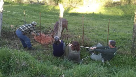 Agentes del Medio Natural logran liberar a un venado que qued� atrapado en un cercado de Quir�s