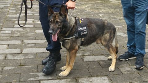 Thor, perro polic�a �jubilado� este a�o en Gij�n