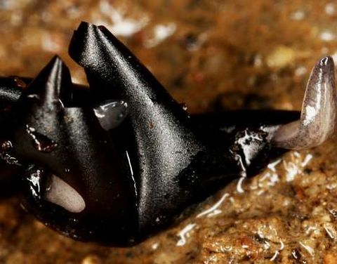 La imagen muestra a un gusano eclosionando. 