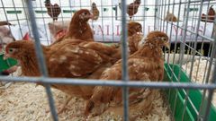 San Xiao de Mos (Castro de Rei) celebra la feria-exposici�n de la Gali�a de Mos