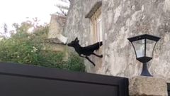 Perro en peligro