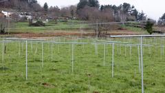 El terreno donde se han plantado los kiwis est� cerca del r�o Eo.