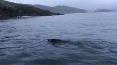 Los jabal�es en Malpica van a nado