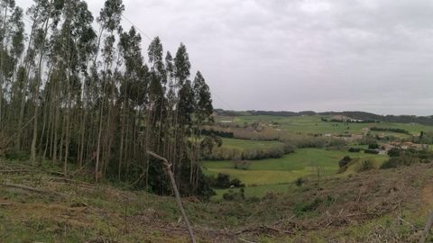 Monte en Manzaneda, Goz�n
