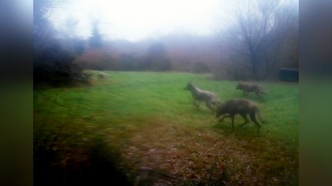 Manada de lobos en los montes de Lugo