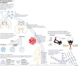 M�scaras de hipoxia