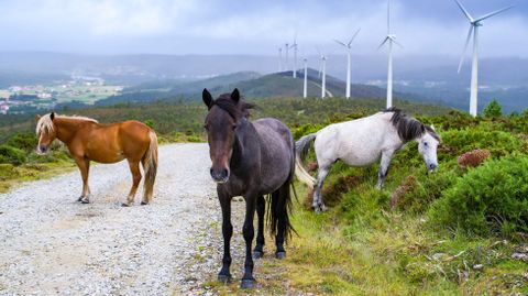 Naturgy repotenciar el parque elico Monte Redondo, de Vimianzo