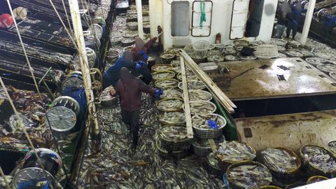 Las cubiertas repletas de canastas de calamares y ejemplares esparcidos en el suelo reflejan las operaciones normales de los grandes buques poteros. Estas embarcaciones capturan tal cantidad que escenas