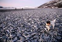 Los arenques aparecieron en una playa del norte.