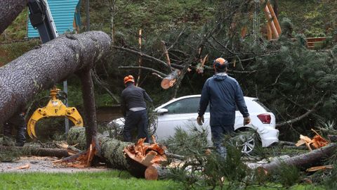 Operarios trabajando para retirar el rbol cado en Pontevedra