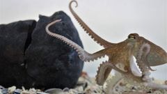 Imagen de archivo de un ejemplar de pulpo criado con t�cnicas de acuicultura.