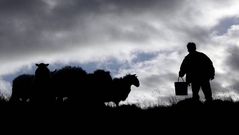 Pastor irland�s alimentando al reba�o.