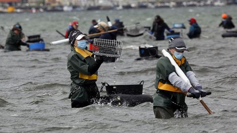 Marisqueo en la r�a de Noia, en una imagen de archivo