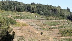 Vi�edos recuperados en la ribera del Cabe en Sober