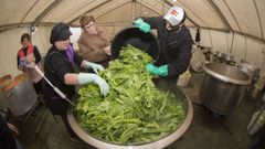 Exquisita y divertida fiesta del grelo de Anxeriz, en Tordoia